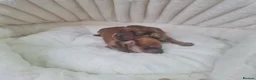 Dachshund dogs for sale: Pra clear 5 beautiful LH Dachshund puppies💗💗💗 - Advert 14
