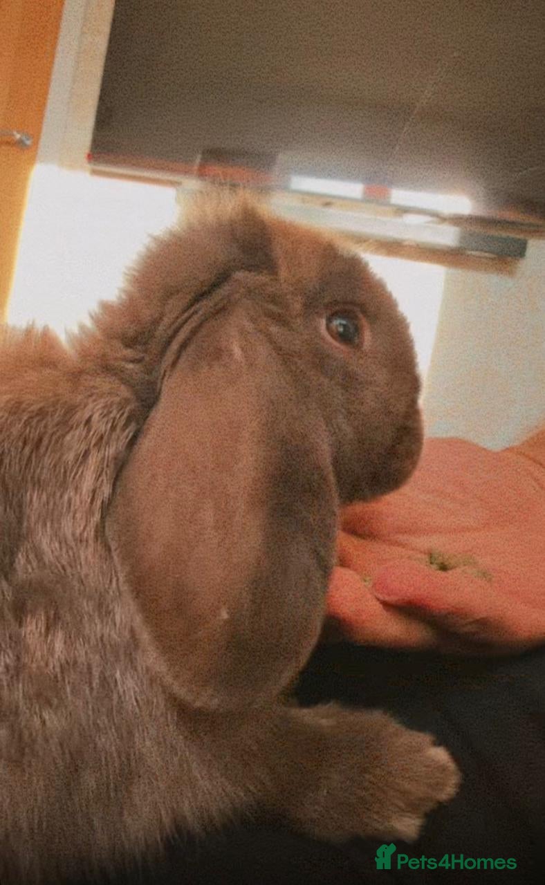 Mini Lop rabbits for sale: Purebred mini lop in Bournemouth - Advert 5