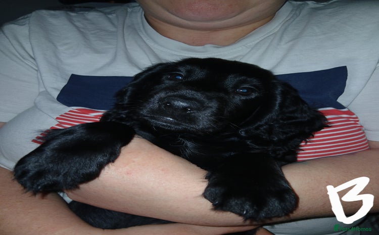 Sprocker dogs - Advert 1