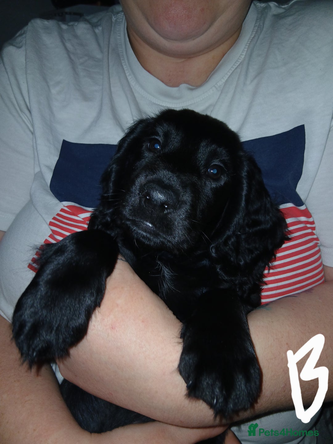 Sprocker dogs for sale: Sproker pups  - Image 1