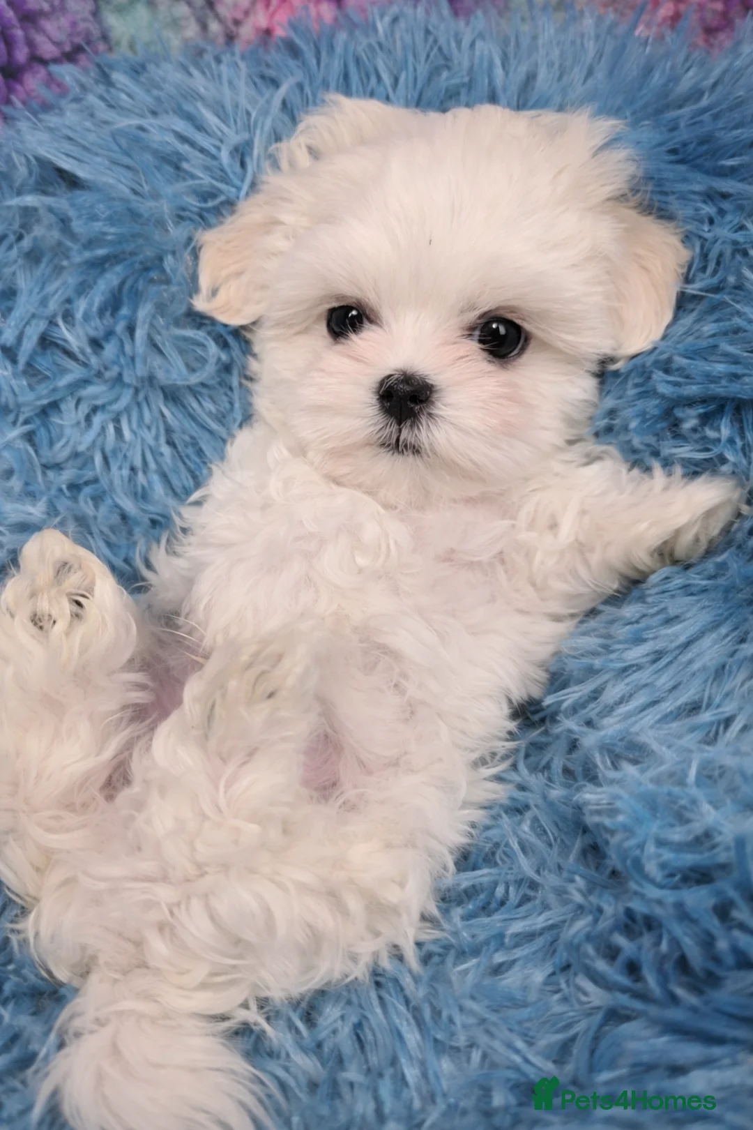 Maltese dogs for sale: FULL KOREAN BABY BOY READY NOW IN WEST LONDON - Advert 1