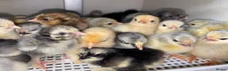 Chickens poultry for sale: Baby Chicks, Hatching eggs & Ducklings  - Advert 4