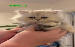 Persian cats for sale: READY NOW! Persian chinchilla kittens - Image 12