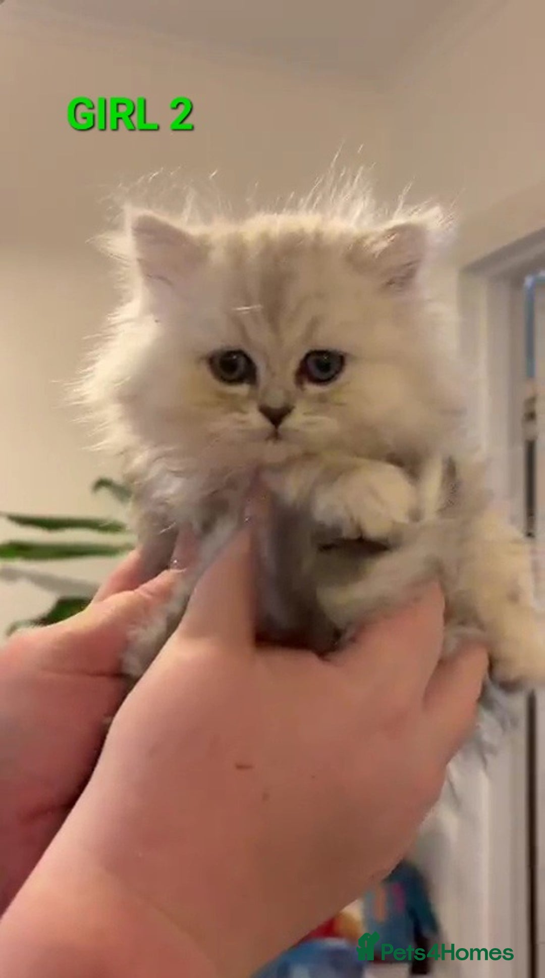 Persian cats for sale: READY NOW! Persian chinchilla kittens - Image 12