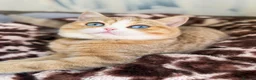 British Shorthair cats for sale: British shorthair beautiful golden kittens  - Advert 19