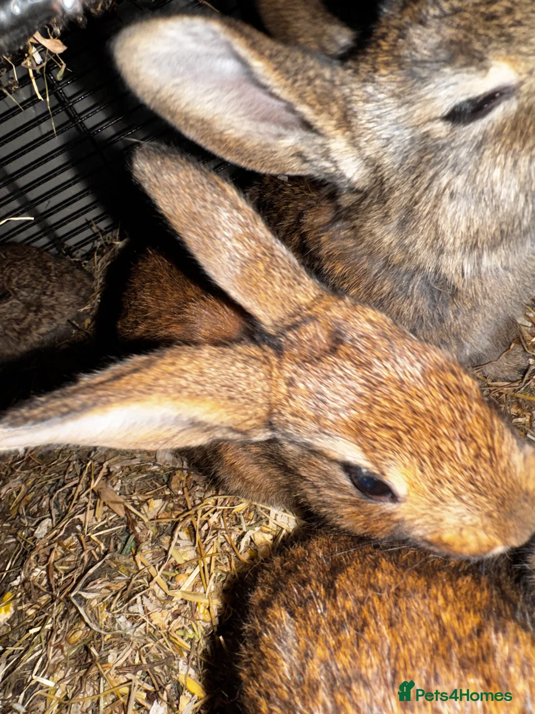 Belgian Hares rabbits for sale: Mixed Belgian hares - Advert 9