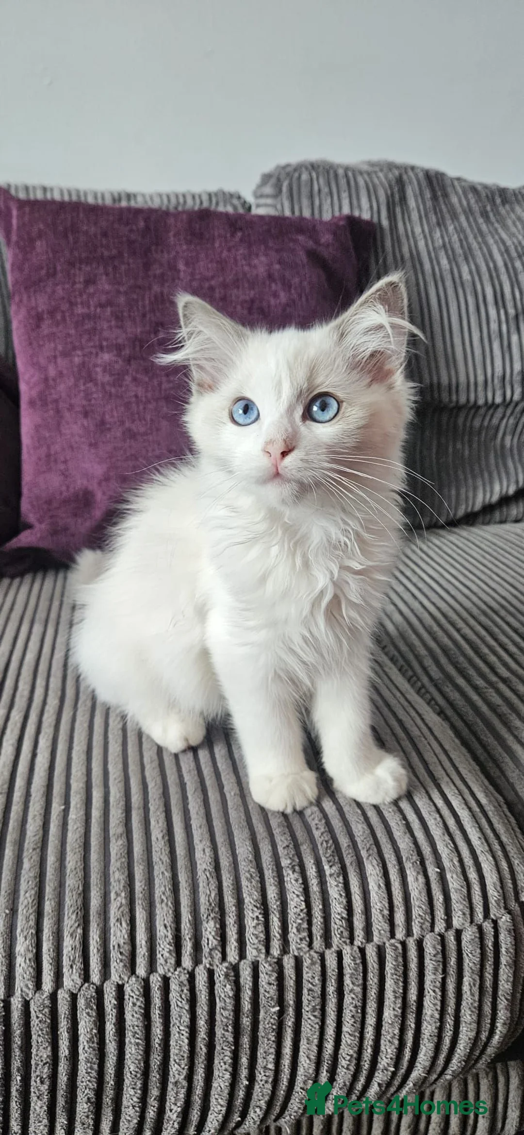 Ragdoll cats for sale: Stunning ragdoll kittens looking for new homes - Advert 2