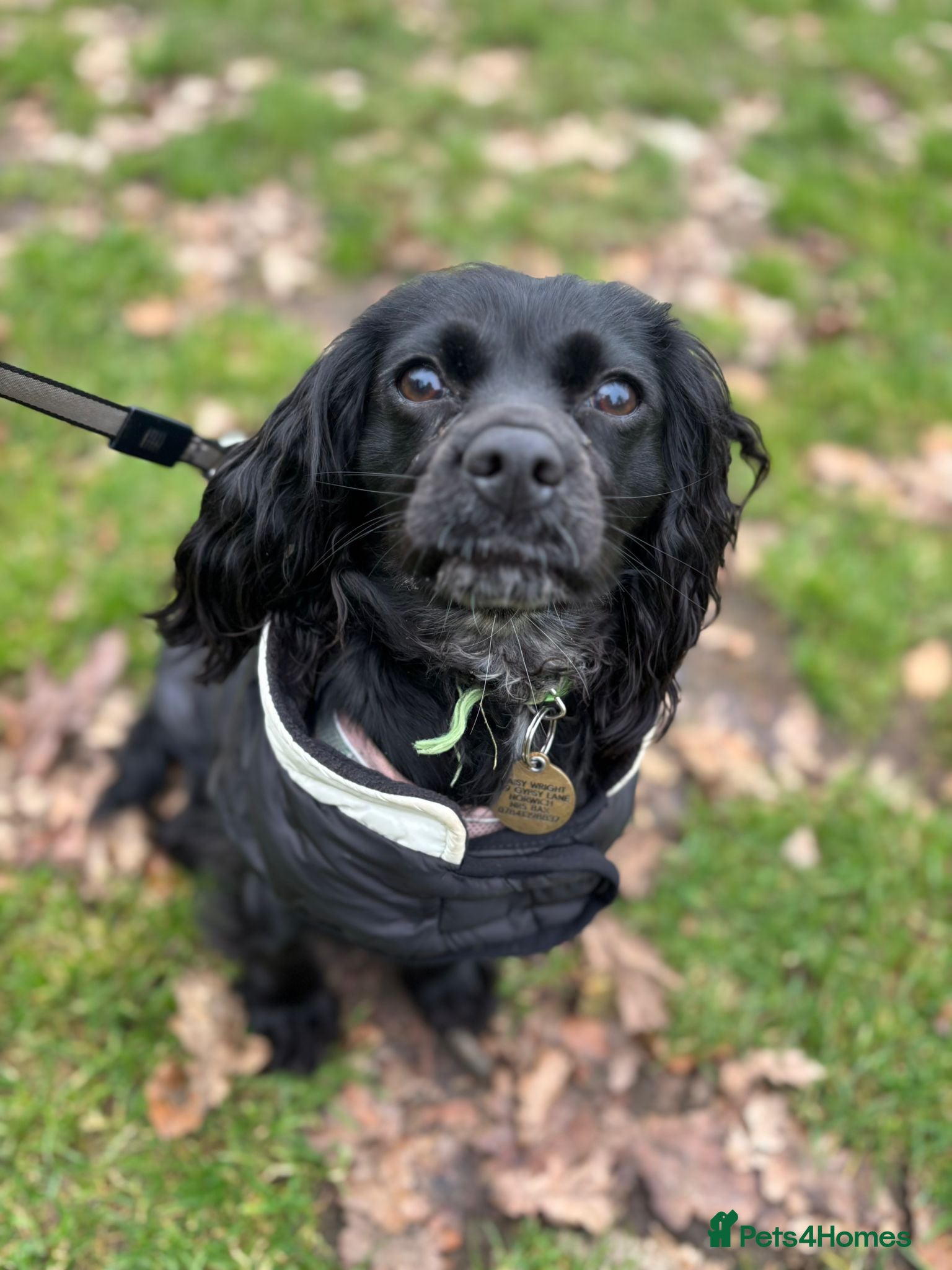 Cockalier dogs Loving and sweet pup looking for the perfect home - Advert 1