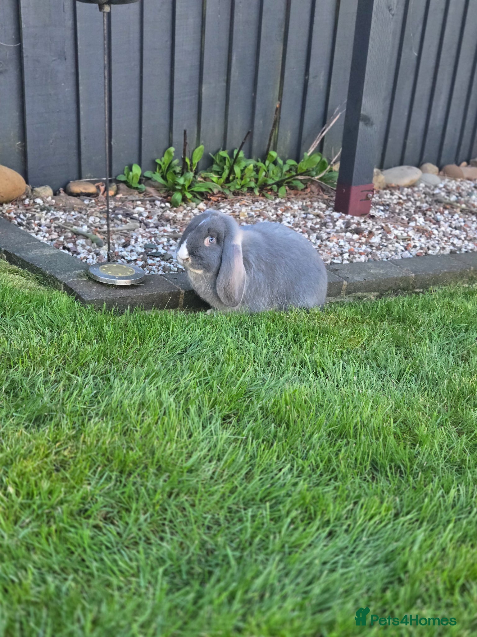 French Lop rabbits French Lop Doe 5 Months Old - Advert 1
