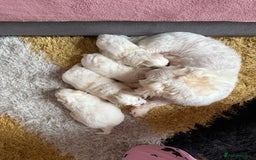 Maltese dogs for sale: Bichon Maltese - Image 3