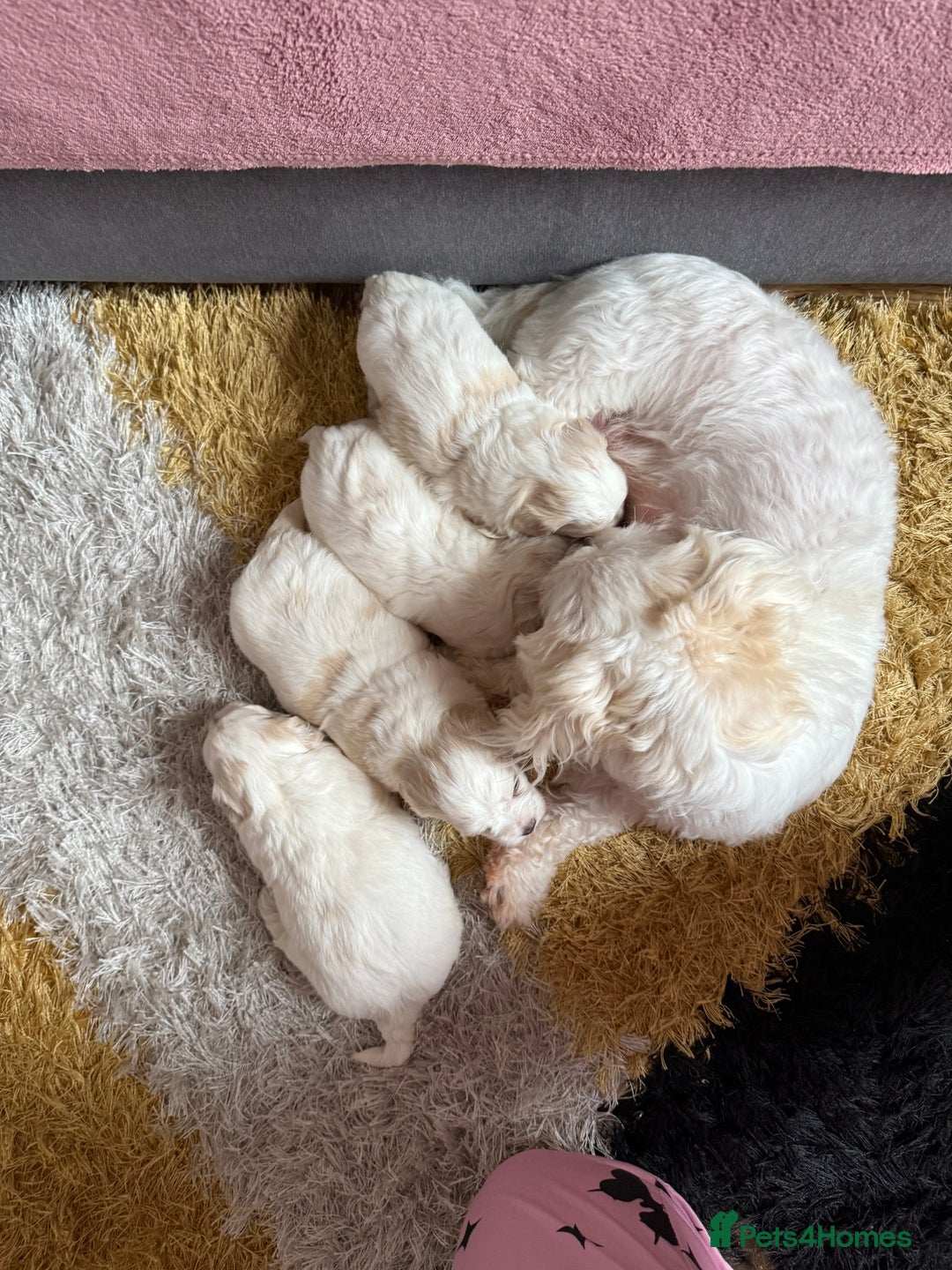 Maltese dogs for sale: Bichon Maltese - Image 3