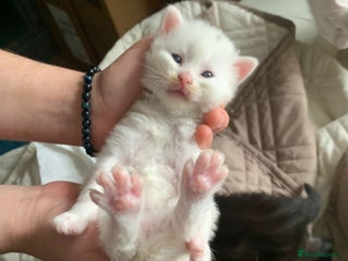 Ragdoll cats RAGDOLL X RUSSIAN WHITE kittens - Advert 5