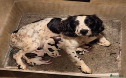 English Springer Spaniel dogs for sale: English Springer Spaniel Pups - Image 10