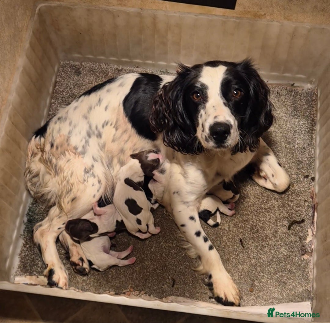 English Springer Spaniel dogs for sale: English Springer Spaniel Pups - Image 10