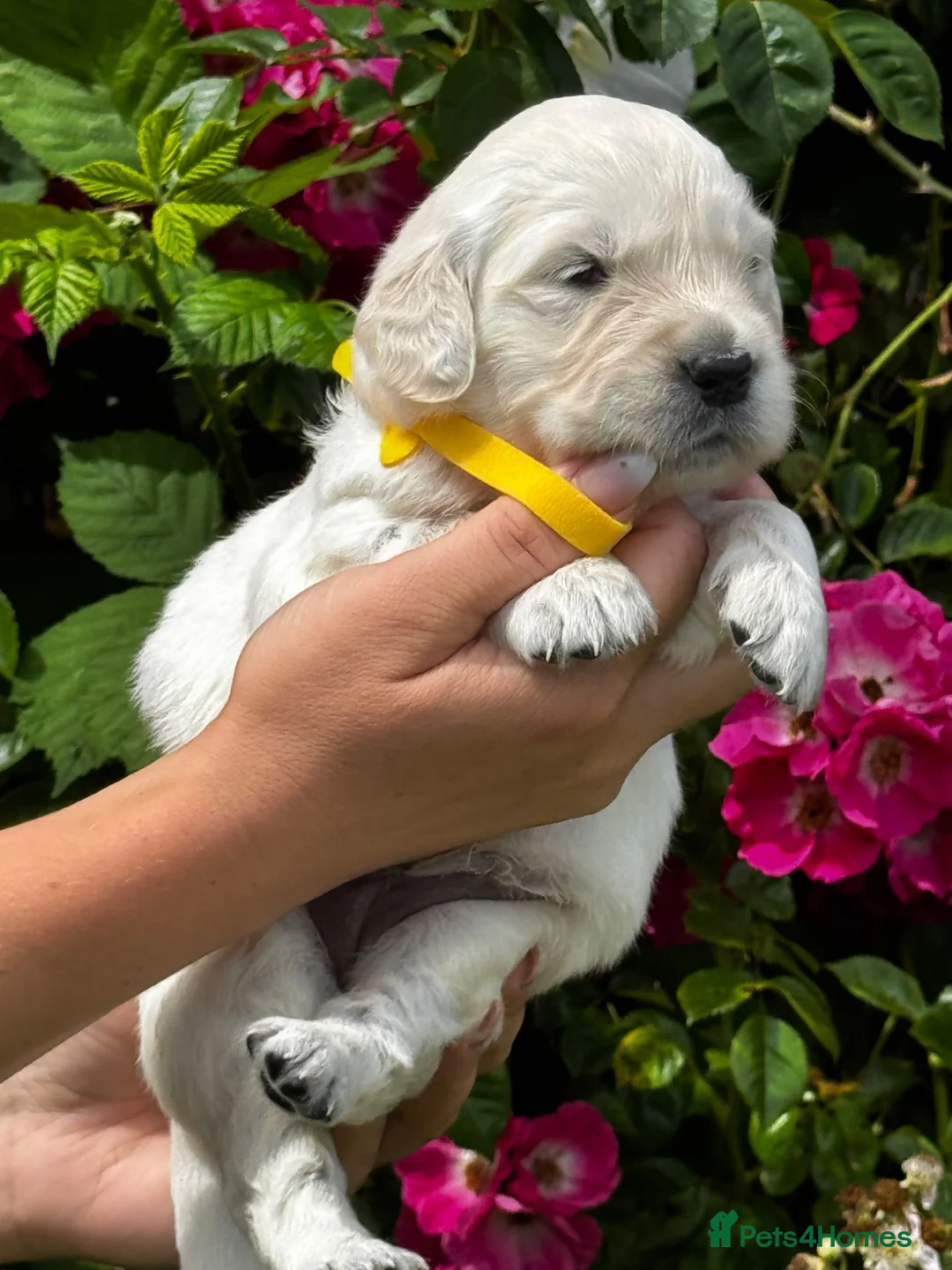 Golden Retriever dogs for sale: ⭐️ KC health tested golden retrievers ⭐️ - Advert 1