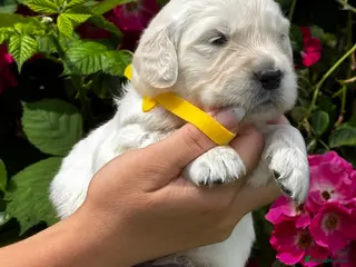Golden Retriever dogs ⭐️ KC health tested golden retrievers ⭐️ - Advert 3