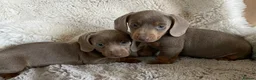 Dachshund dogs for sale: Gorgeous dachshund puppies deposit secure  - Advert 8