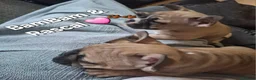 French Bulldog dogs for sale: STUNNING FRENCH BULL DOG PUPS READY NOW - Advert 22