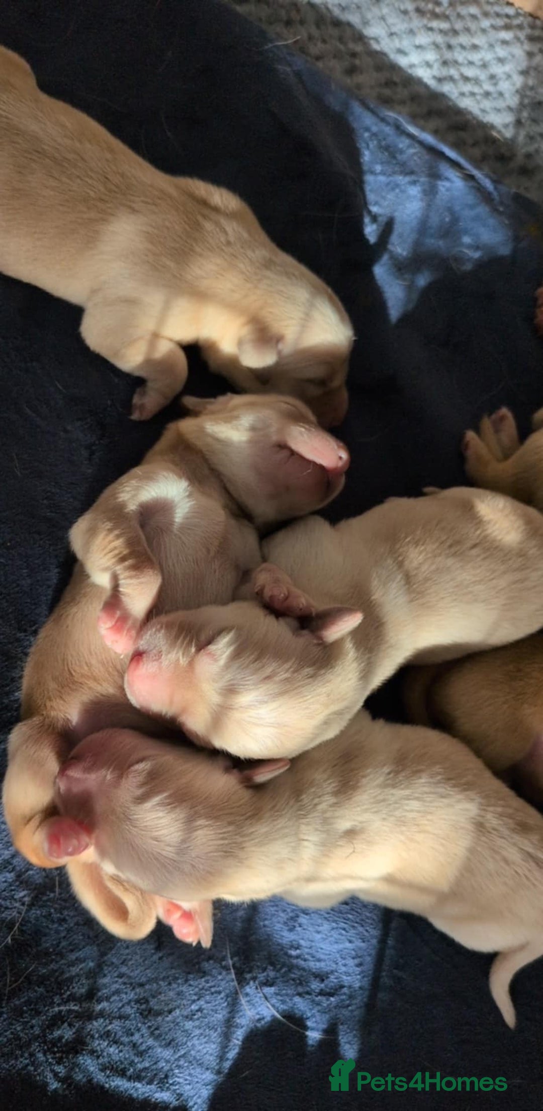Goldador dogs for sale: Goldador puppies - all reserved  - Advert 8