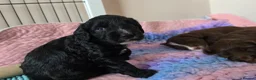 Mixed Breed dogs for sale: Bordoodle X Springer Spaniel puppies  - Advert 22