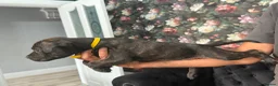 Staffordshire Bull Terrier dogs for sale: Staffordshire bullterrier puppies  in Birmingham - Advert 4