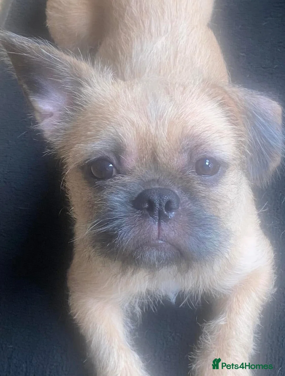 Mixed Breed dogs for sale: Border Terrier X ShitZu Puppies  in Liverpool - Advert 2