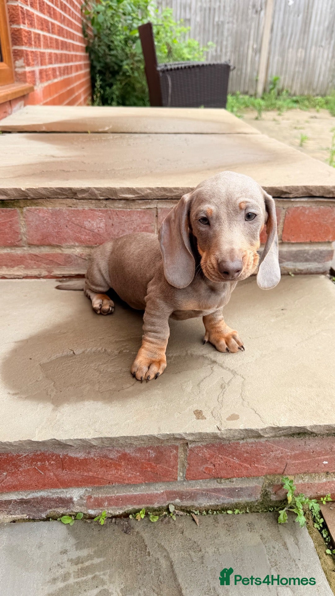 Dachshund dogs Miniature Dachshund Puppy’s. Ready To Leave 🐶  - Advert 2