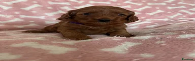 Cockapoo 3