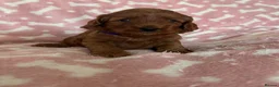 Cockapoo dogs for sale: 🐶Beautiful Cockapoo Puppies❤️ - Advert 16