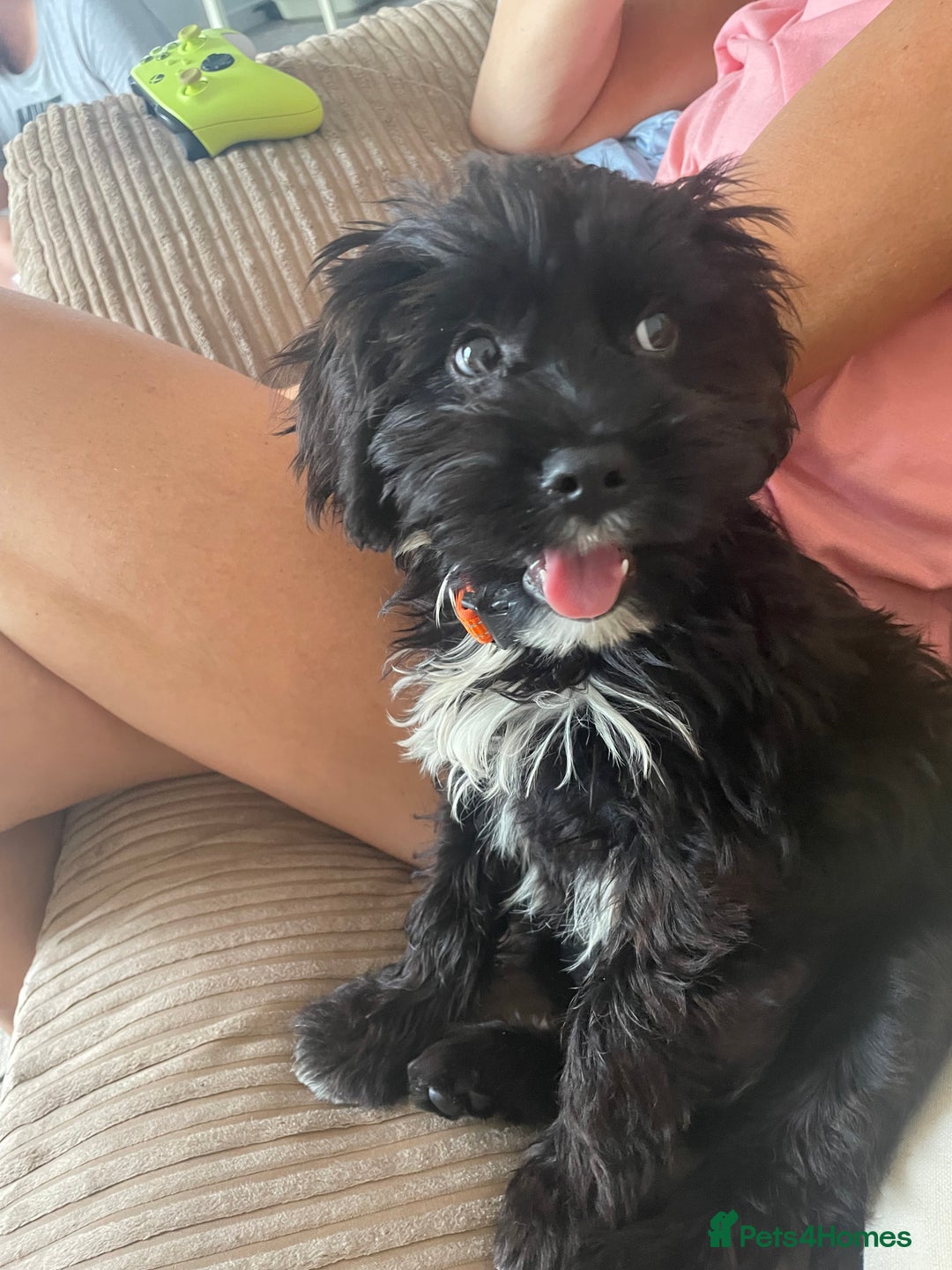 Cockapoo dogs for sale: Manny  - Image 11