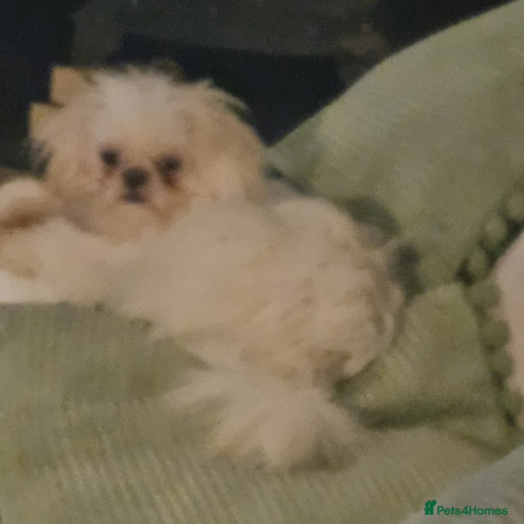 Shih Tzu dogs for sale: Kc stunning tiny pure white girl - Advert 13