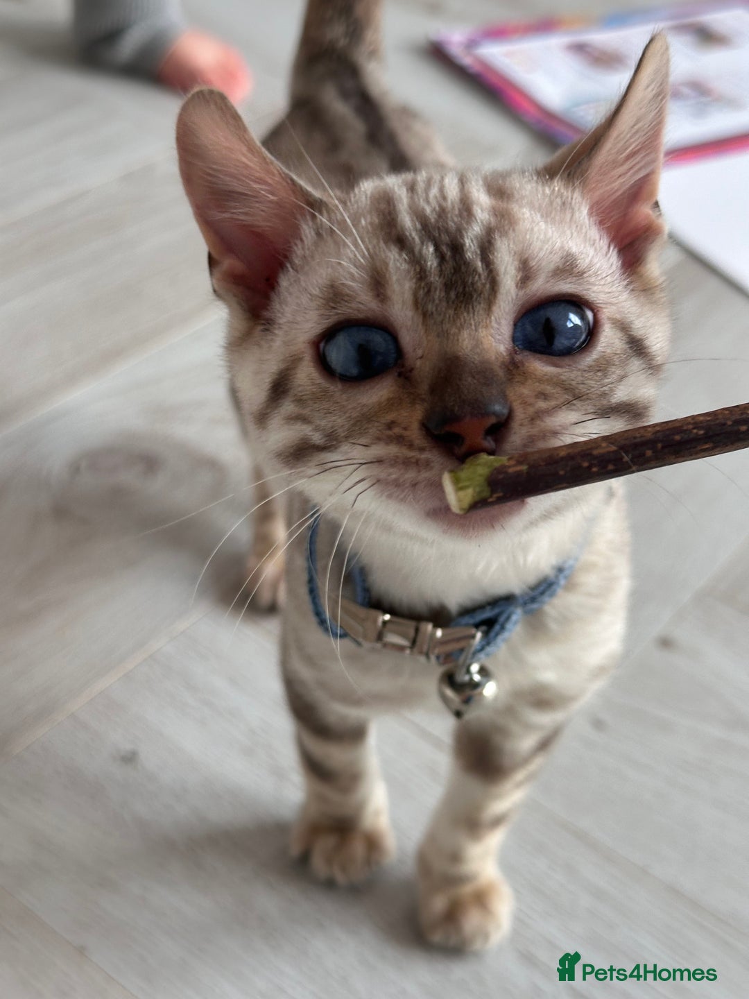 Bengal cats for sale: Snow lynx bengal  - Advert 11