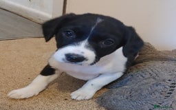 Mixed Breed dogs for sale: Sprockerdor Pups lab x Sprockerdor - Image 4
