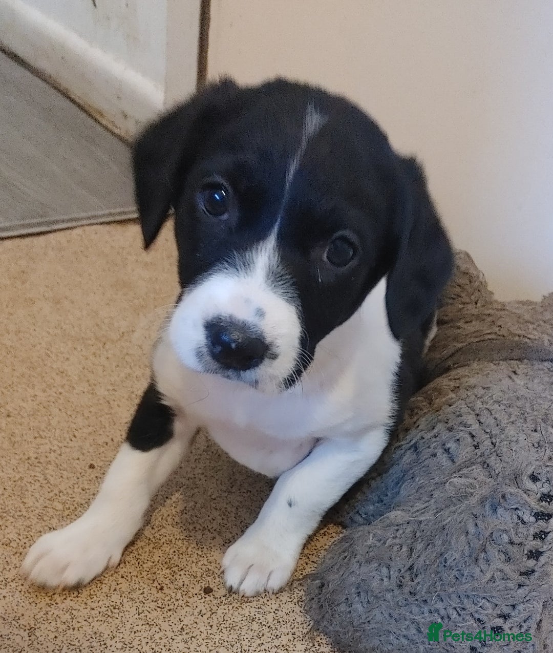 Mixed Breed dogs for sale: Sprockerdor Pups lab x Sprockerdor - Image 4