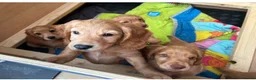 Cocker Spaniel dogs for sale: *upcoming litter* cocker spaniel  - Advert 6