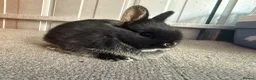Netherland Dwarf rabbits for sale: Pure Bred Netherland Dwarf Rabbits - Advert 6