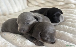 Miniature Dachshund dogs for sale: Stunning miniature dachshunds - Image 13