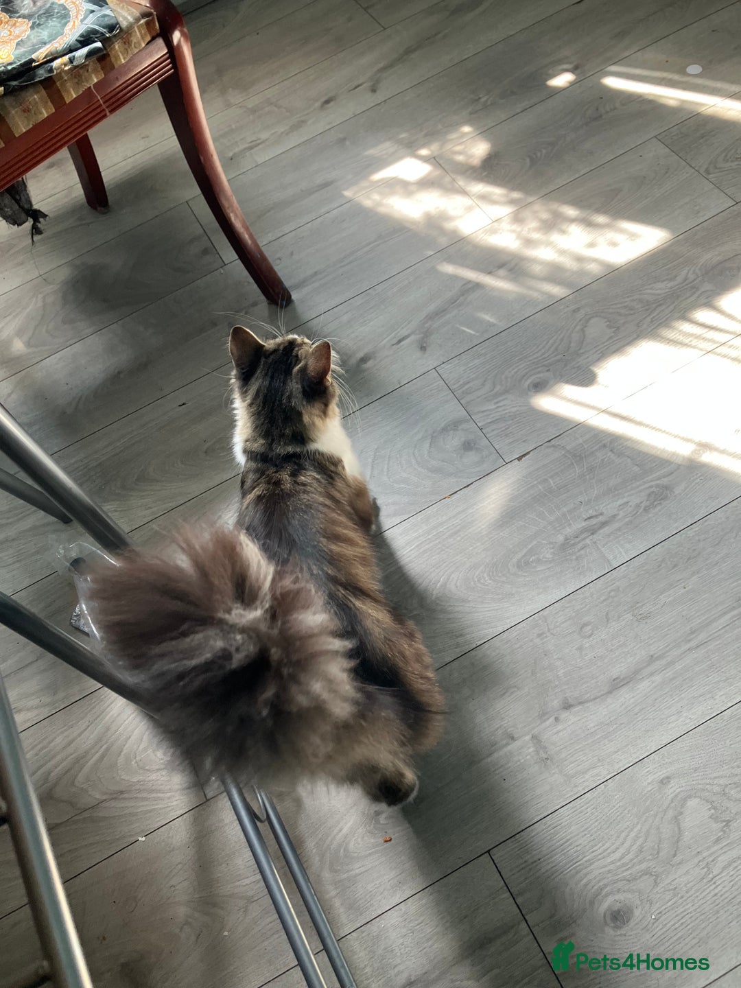 Mixed Breed cats for sale: 1yr female cat.2 playful male kitten available  in Stoke-on-Trent - Image 1