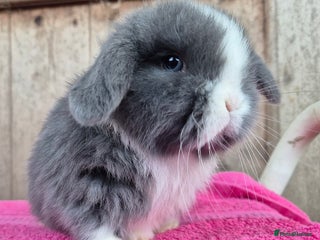 Mini Lop rabbits Mini lop babys ready to reserve - Advert 8