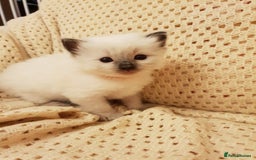 Ragdoll cats for stud: GCCF Active ragdoll stud. in Spalding - Image 6