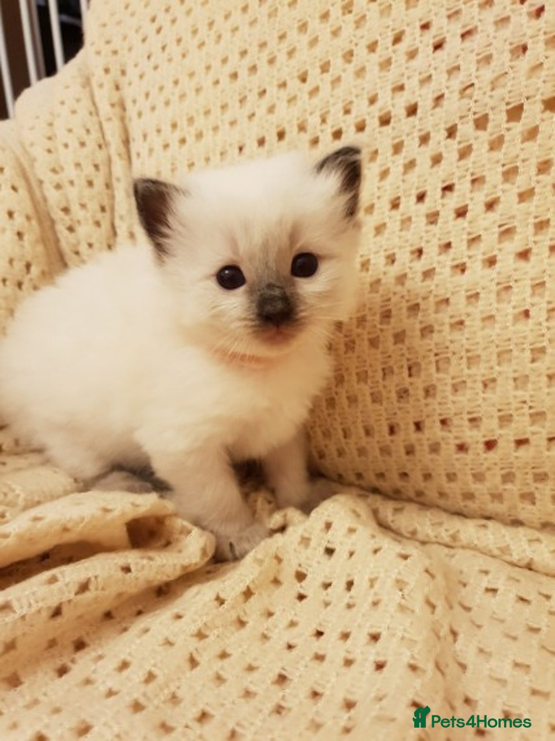 Ragdoll cats for stud: GCCF Active ragdoll stud. in Spalding - Image 6