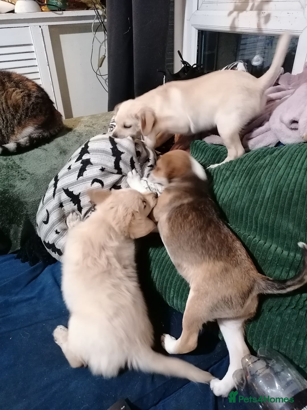 Patterjack dogs for sale: Patterjacks - Advert 7