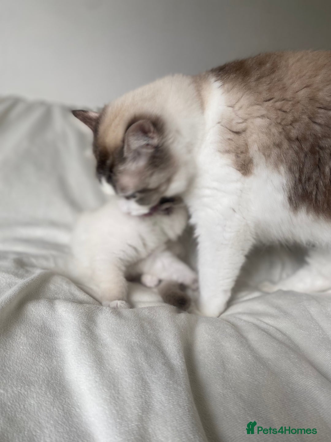 Ragdoll cats for sale: GCCF Family Reared Ragdoll Kittens - Image 7