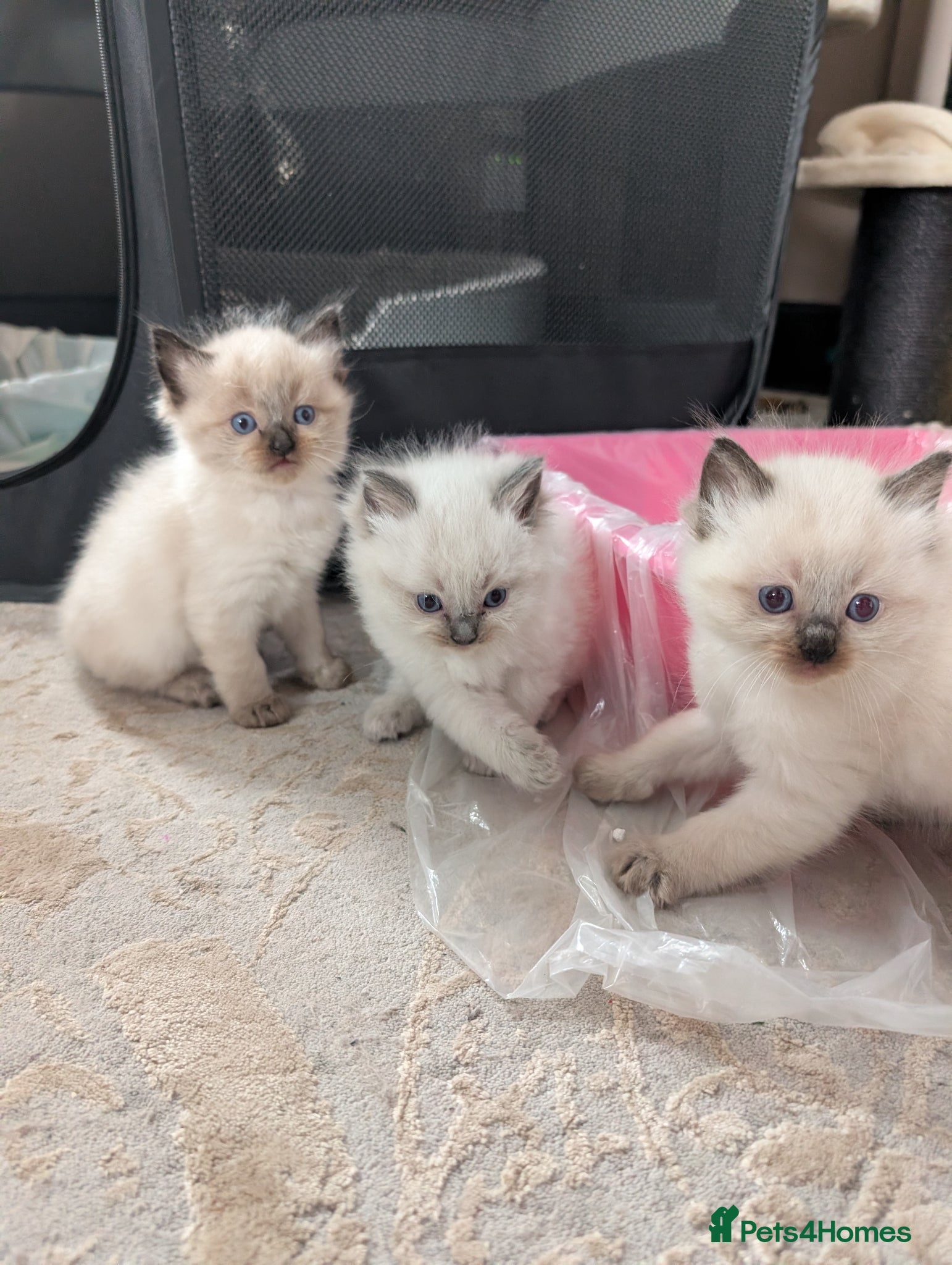 Ragdoll cats Healthy ragdoll kittens - Advert 1