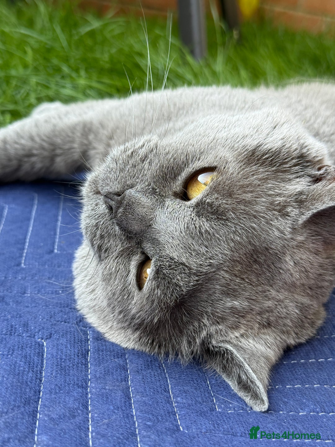 British Shorthair cats for stud: GCCF Active Registered Blue British Shorthair in Bristol - Advert 3