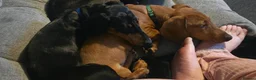 Dachshund dogs for sale: 2 male Dachshunds in Derby - Advert 8