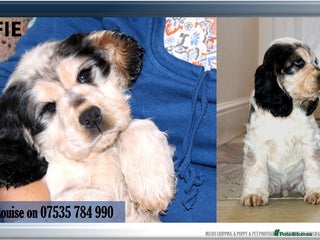 Cocker Spaniel dogs for sale: KC registered Show Cocker Spaniel - Advert 1