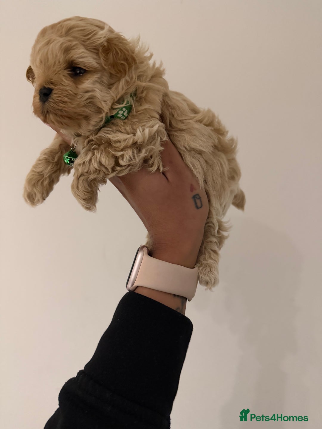 Maltipoo dogs for sale: Small Maltipoo puppy’s - Advert 3