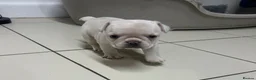 French Bulldog dogs for sale: Frenchie puppies  - Advert 4