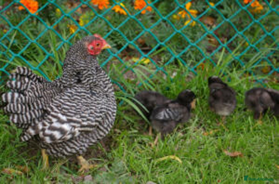 Chickens poultry for sale: CHICKEN AND DUCKS AVAILABLE  - Image 3